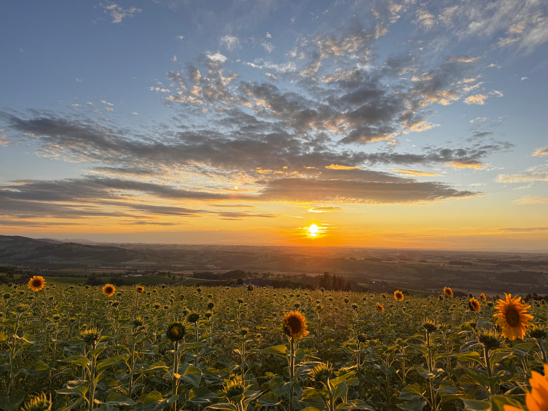 Sonnenuntergangs- Yoga am Freitag, 28.08. um 18.45 Uhr